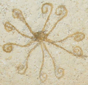 crinoid1003a.jpg